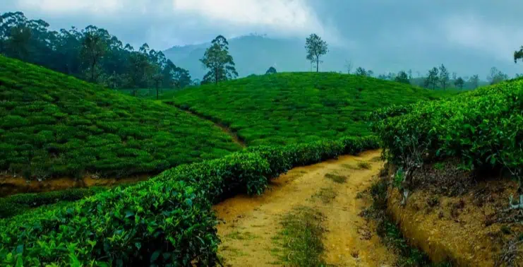 5 Best Hiking Trails In Sri Lanka Pekoe Trail - Things To Do In Kandy