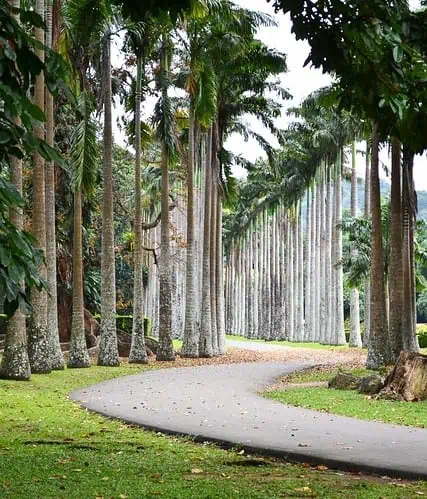 Top 10 Things to Do in Kandy, Sri Lanka: Your Ultimate Guide Peradeniya Botanicle Garden - Things To Do In Kandy