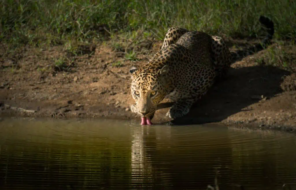 4 Best Places To See Leopards In Sri Lanka A Leopard drinks water at Horton Plains National Park