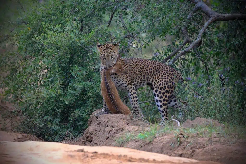 4 Best Places To See Leopards In Sri Lanka A leopard at Kumana National Park 1