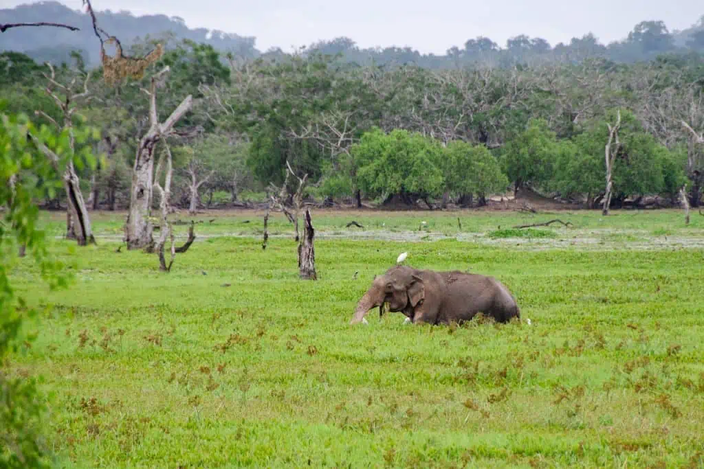 7 Best National Parks in Sri Lanka An elephant in a lake at Yala national park