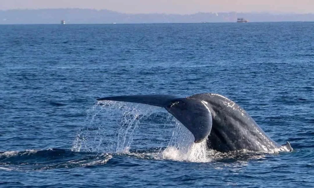 7 Best Places For Wildlife Experience In Sri Lanka Blue Whale in Mirissa Best Places For Wildlife Experience In Sri Lanka