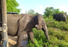 Elephant at Udawalawa National Park - Best Places For Wildlife Experience In Sri Lanka