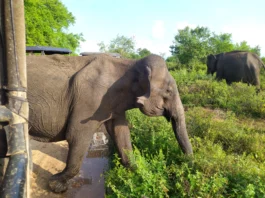 Elephant at Udawalawa National Park - Best Places For Wildlife Experience In Sri Lanka