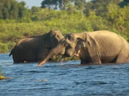 Gal oya national park - 7 Best National Parks in Sri Lanka