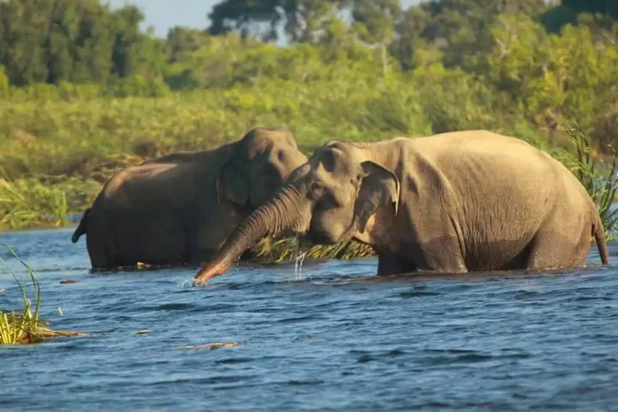 Gal oya national park - 7 Best National Parks in Sri Lanka