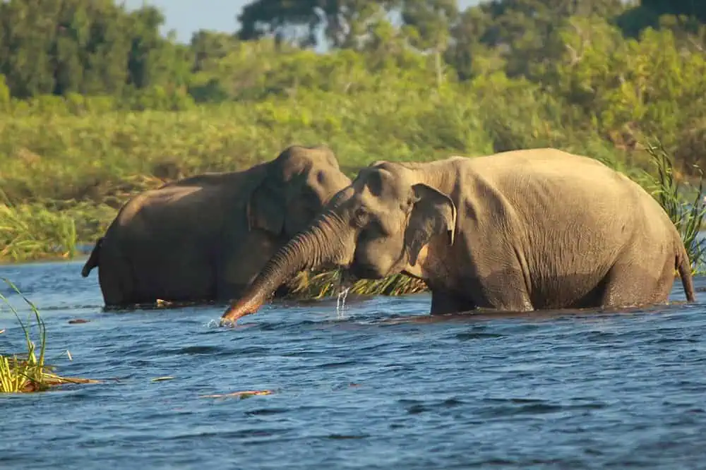 7 Best National Parks in Sri Lanka Gal oya national park