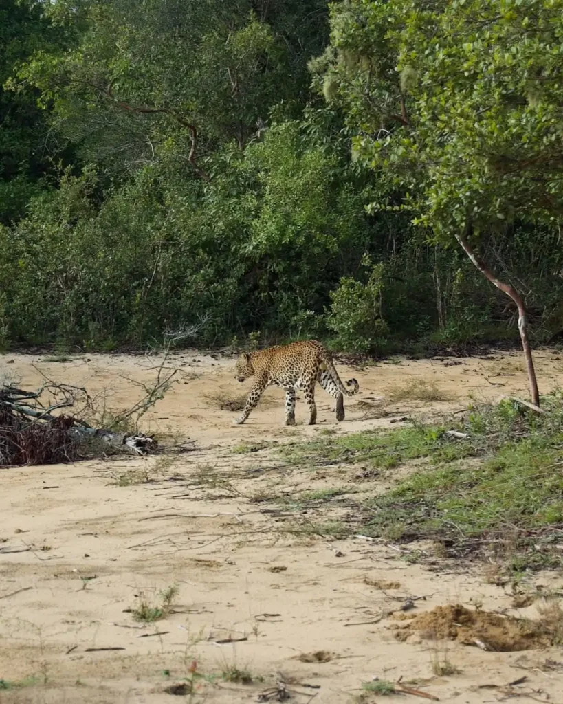 4 Best Places To See Leopards In Sri Lanka Leopard In Wilpattu National Park