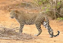 Leopard In Yala National Park - 4 Best Places To See Leopards In Sri Lanka