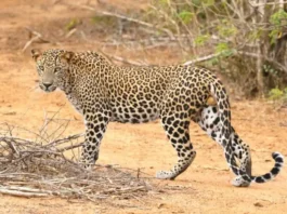 Leopard In Yala National Park - 4 Best Places To See Leopards In Sri Lanka