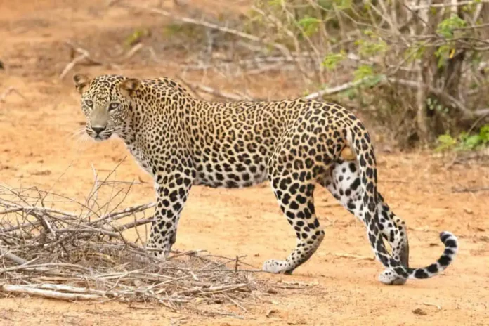 Leopard In Yala National Park - 4 Best Places To See Leopards In Sri Lanka