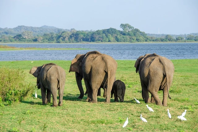 7 Best National Parks in Sri Lanka Udawalawa National Park