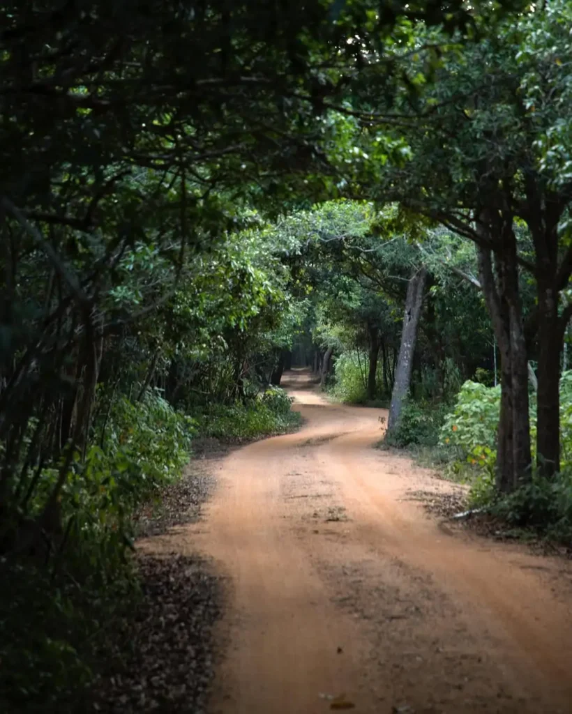 7 Best National Parks in Sri Lanka Wilpattu National Park