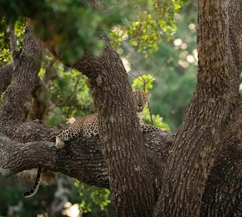 Leopard On Tree Branch In Yala National Park - Things To Do In Sri Lanka