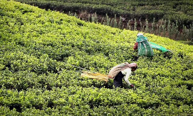 Discover the Best 10 Things To Do In Sri Lanka Tea Harvest Nuwara Eliya - Things To Do In Sri Lanka