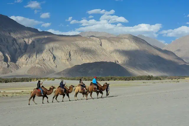 20 Best Things To Do In Ladakh - India Camel Safari