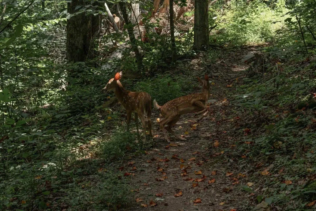Exciting 10 Things To Do In Somerset Kentucky Pulaski County Park - Things To Do In Somerset, Kentucky