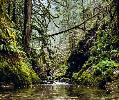 8 UNESCO World Heritage Sites In Sri Lanka Rain Forest - 8 UNESCO World Heritage Sites In Sri Lanka