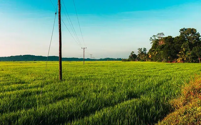 3 Best Road Trips In Sri Lanka Rice Field - 3 Best Road Trips In Sri Lanka