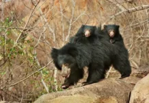 Sloth Bear Family