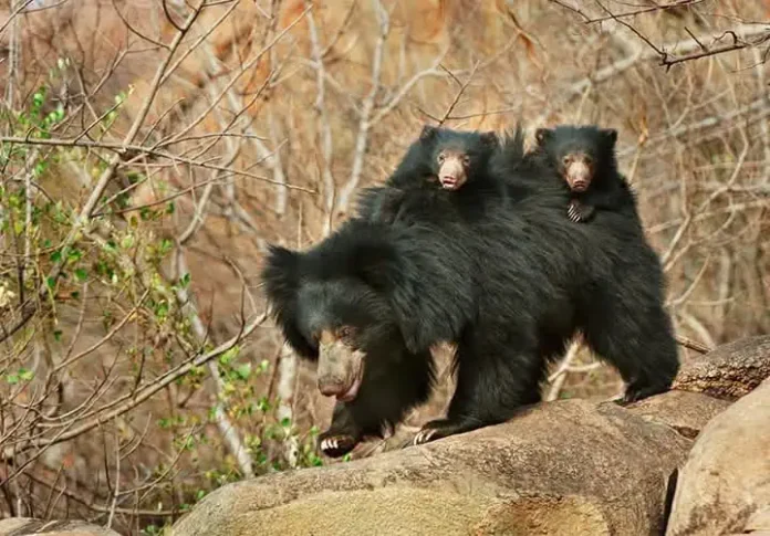 Sloth Bear Family