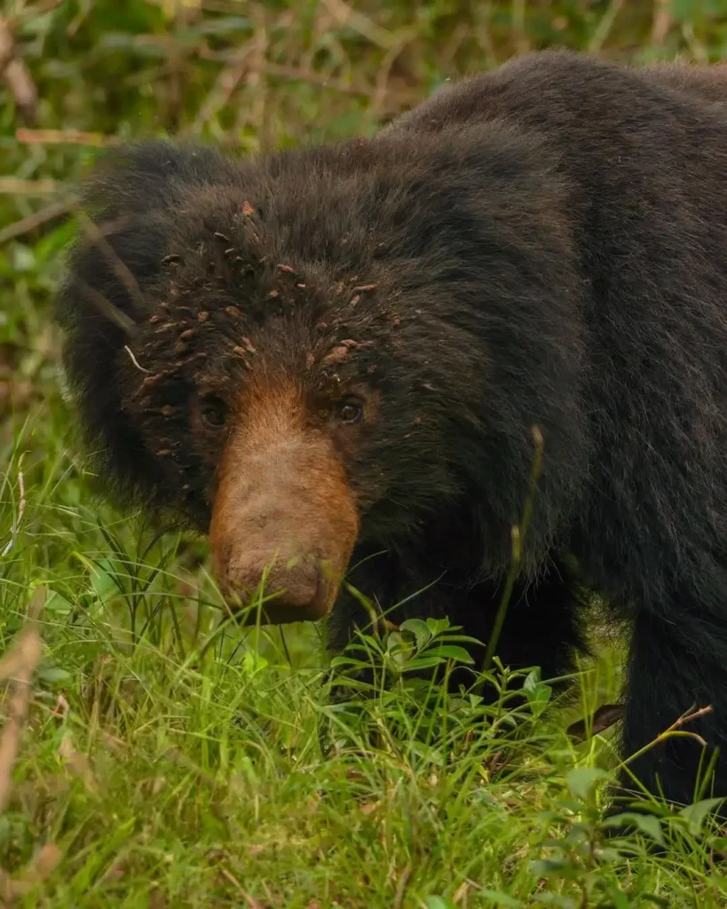 7 Best Places For Wildlife Experience In Sri Lanka Sloth Bear In Wilpattu National Park
