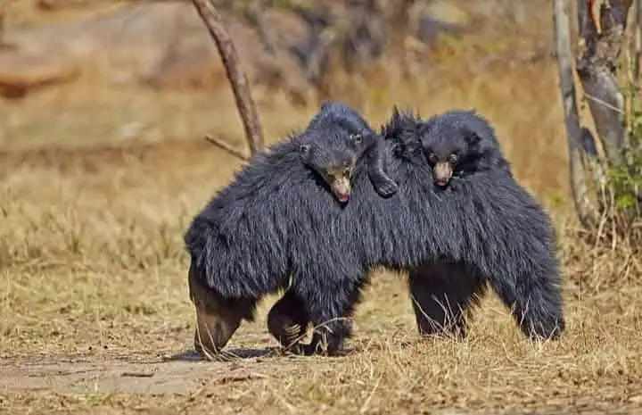 Sloth Bear: Facts, Habitat, Diet & Conservation Sloth Bear Mother And Cubs