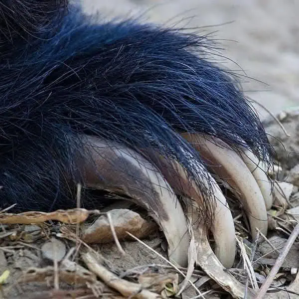 Sloth Bear: Facts, Habitat, Diet & Conservation Sloth Bear claws