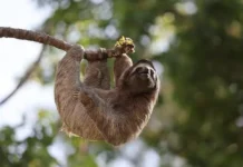 Sloths Everything To Know About These Slow-Moving Mammals