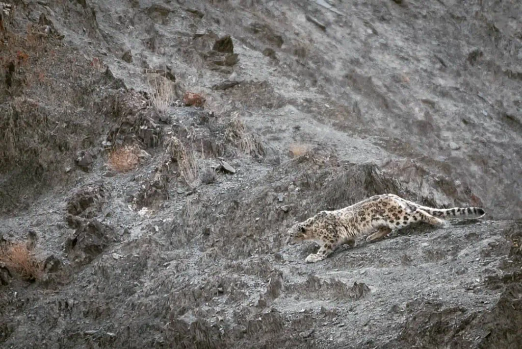 20 Best Things To Do In Ladakh - India Snow Leopards In Hemis National Park - 20 Best Things To Do In Ladakh - India