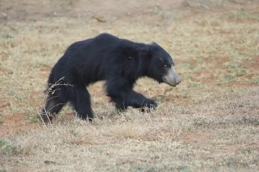 Sloth Bear: Facts, Habitat, Diet & Conservation Sri-Lankan-sloth-bear-at-Yala-National-Park
