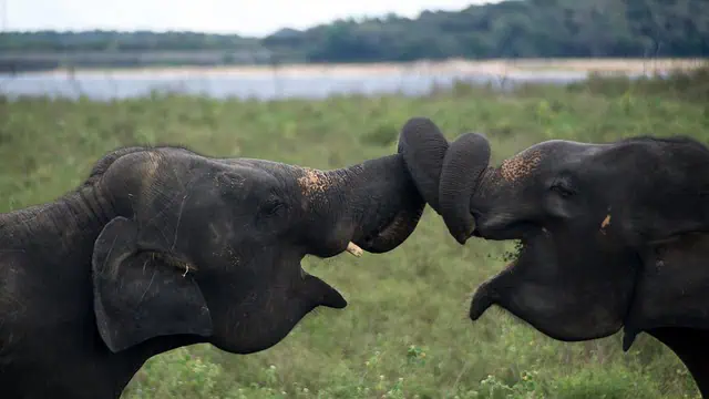 Difference Between Asian Elephant Vs African Elephant Two Asian elephants