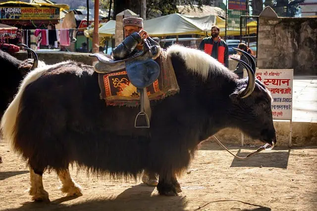 20 Best Things To Do In Ladakh - India Yak Safari - 20 Best Things To Do In Ladakh - India