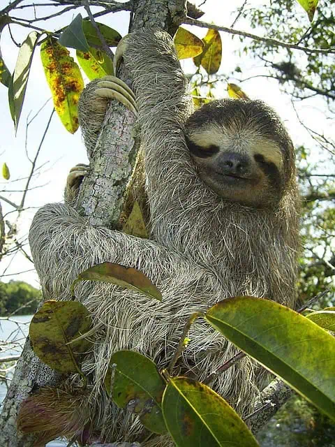 Sloths: Everything To Know About These Slow-Moving Mammals pygmy sloth