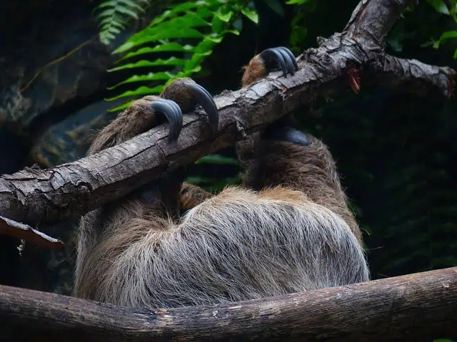 Sloths: Everything To Know About These Slow-Moving Mammals sloth Claws