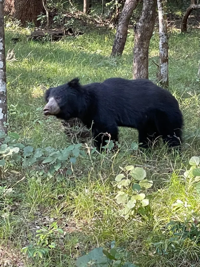Sloth Bear: Facts, Habitat, Diet & Conservation sloth-bear