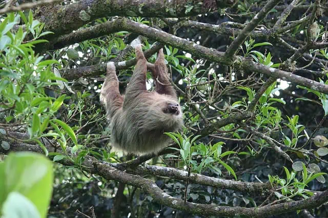 Sloths: Everything To Know About These Slow-Moving Mammals sloth