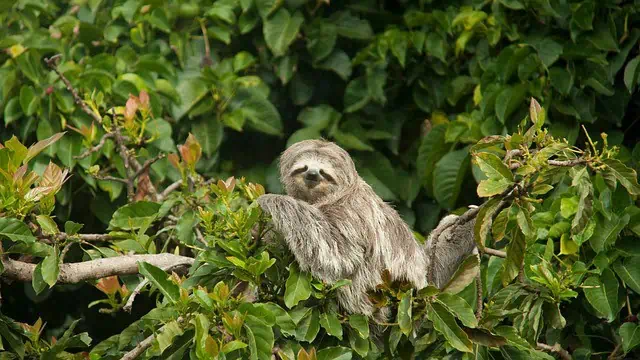 Sloths: Everything To Know About These Slow-Moving Mammals sloths